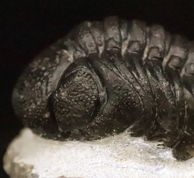 モロッコ産高品位三葉虫シリーズ！「完璧」な保存状態を誇る、ペディノパリオプス（Pedinopariops）（その3）