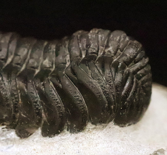 モロッコ産高品位三葉虫シリーズ！「完璧」な保存状態を誇る、ペディノパリオプス（Pedinopariops）（その4）