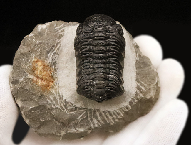 モロッコ産高品位三葉虫シリーズ！「完璧」な保存状態を誇る、ペディノパリオプス（Pedinopariops）（その5）