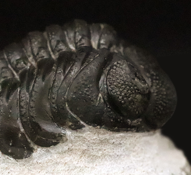 モロッコ産高品位三葉虫シリーズ！「完璧」な保存状態を誇る、ペディノパリオプス（Pedinopariops）（その6）