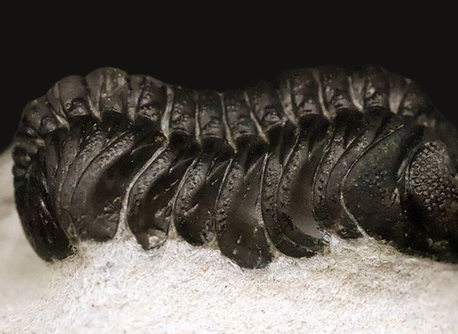 モロッコ産高品位三葉虫シリーズ！「完璧」な保存状態を誇る、ペディノパリオプス（Pedinopariops）（その7）