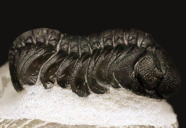 モロッコ産高品位三葉虫シリーズ！「完璧」な保存状態を誇る、ペディノパリオプス（Pedinopariops）（その8）