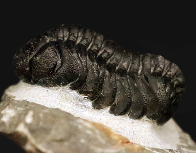 モロッコ産高品位三葉虫シリーズ！「完璧」な保存状態を誇る、ペディノパリオプス（Pedinopariops）（その9）