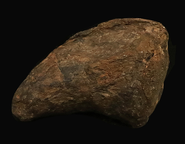 プライスレス!レア of レア!これは幻級……1kg超のアパトサウルス(Apatosaurus)、足の鉤爪(フットクロウ)(その1)