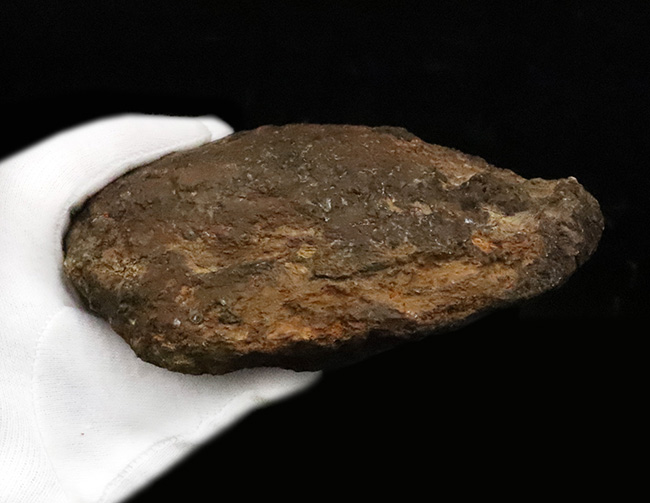 プライスレス!レア of レア!これは幻級……1kg超のアパトサウルス(Apatosaurus)、足の鉤爪(フットクロウ)(その11)