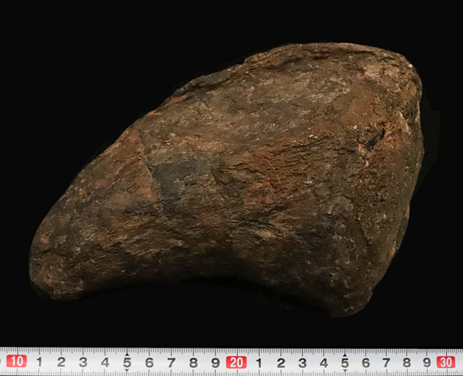 プライスレス!レア of レア!これは幻級……1kg超のアパトサウルス(Apatosaurus)、足の鉤爪(フットクロウ)(その12)