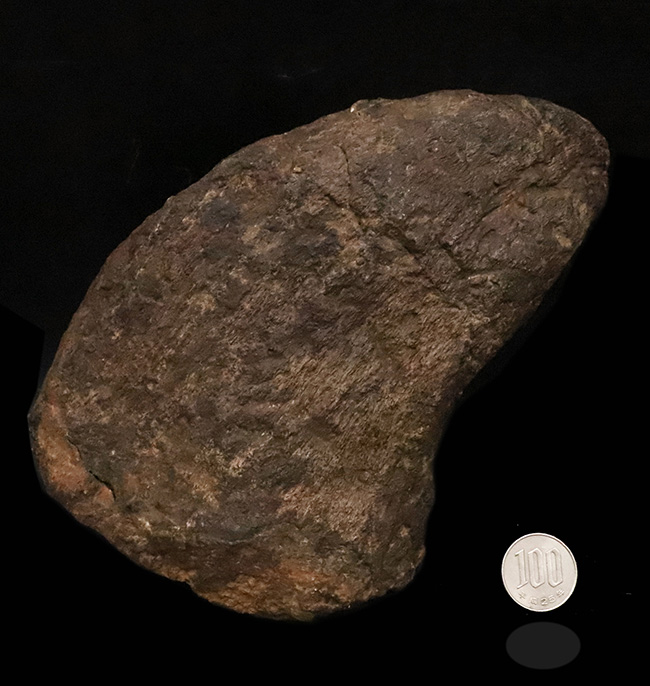 プライスレス!レア of レア!これは幻級……1kg超のアパトサウルス(Apatosaurus)、足の鉤爪(フットクロウ)(その13)