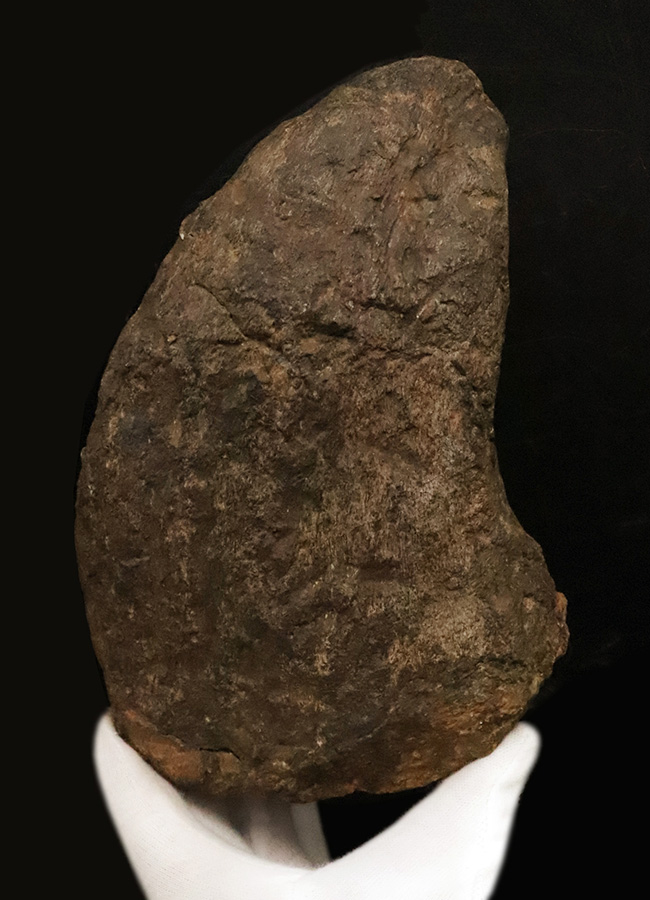 プライスレス!レア of レア!これは幻級……1kg超のアパトサウルス(Apatosaurus)、足の鉤爪(フットクロウ)(その2)