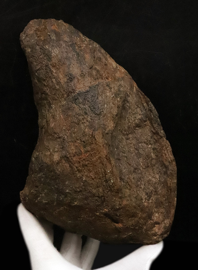 プライスレス!レア of レア!これは幻級……1kg超のアパトサウルス(Apatosaurus)、足の鉤爪(フットクロウ)(その3)