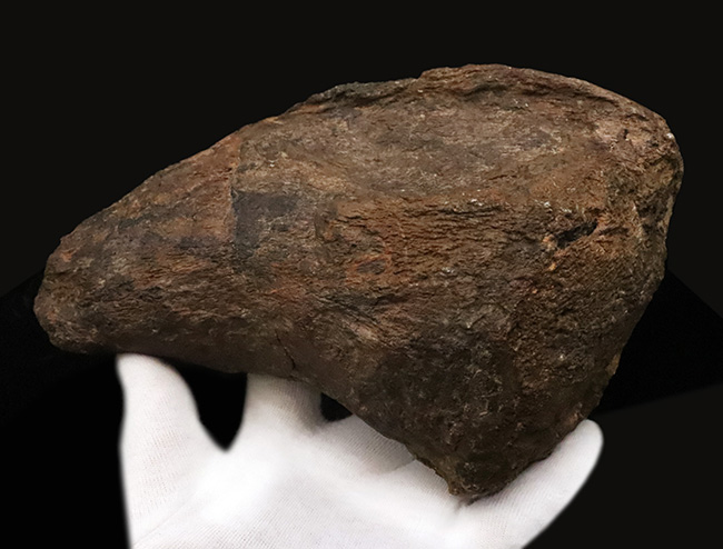 プライスレス!レア of レア!これは幻級……1kg超のアパトサウルス(Apatosaurus)、足の鉤爪(フットクロウ)(その4)