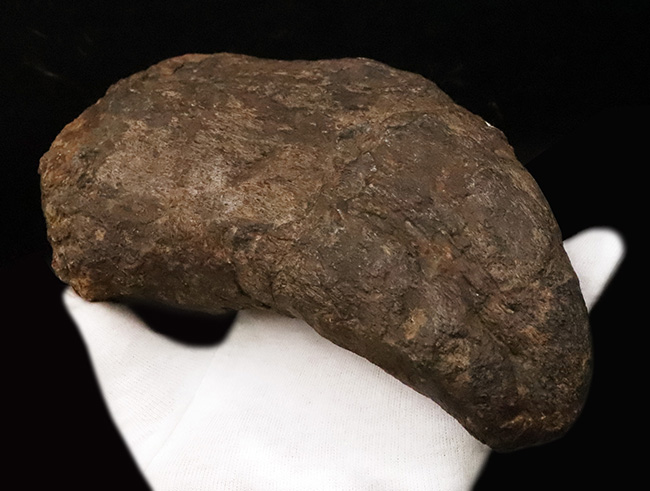 プライスレス!レア of レア!これは幻級……1kg超のアパトサウルス(Apatosaurus)、足の鉤爪(フットクロウ)(その5)