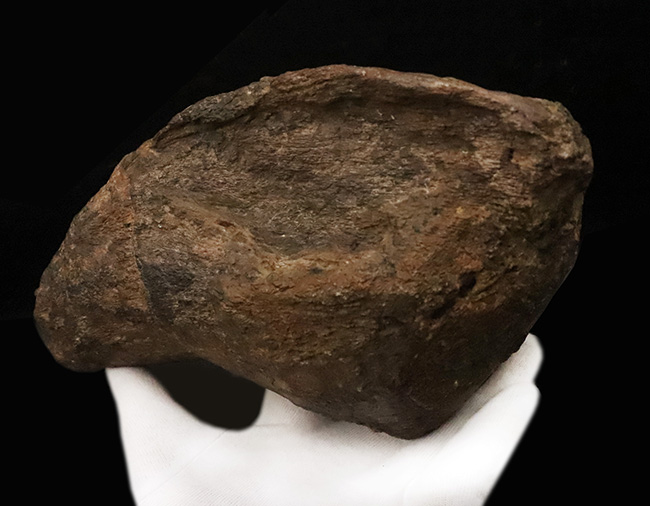 プライスレス!レア of レア!これは幻級……1kg超のアパトサウルス(Apatosaurus)、足の鉤爪(フットクロウ)(その6)