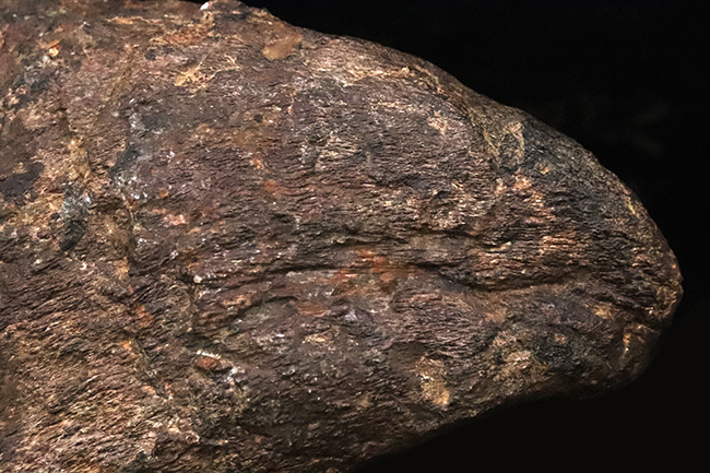 プライスレス!レア of レア!これは幻級……1kg超のアパトサウルス(Apatosaurus)、足の鉤爪(フットクロウ)(その8)