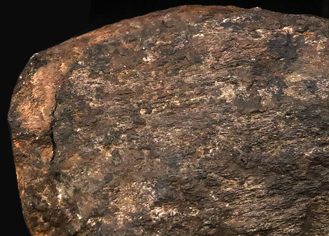 プライスレス!レア of レア!これは幻級……1kg超のアパトサウルス(Apatosaurus)、足の鉤爪(フットクロウ)(その9)