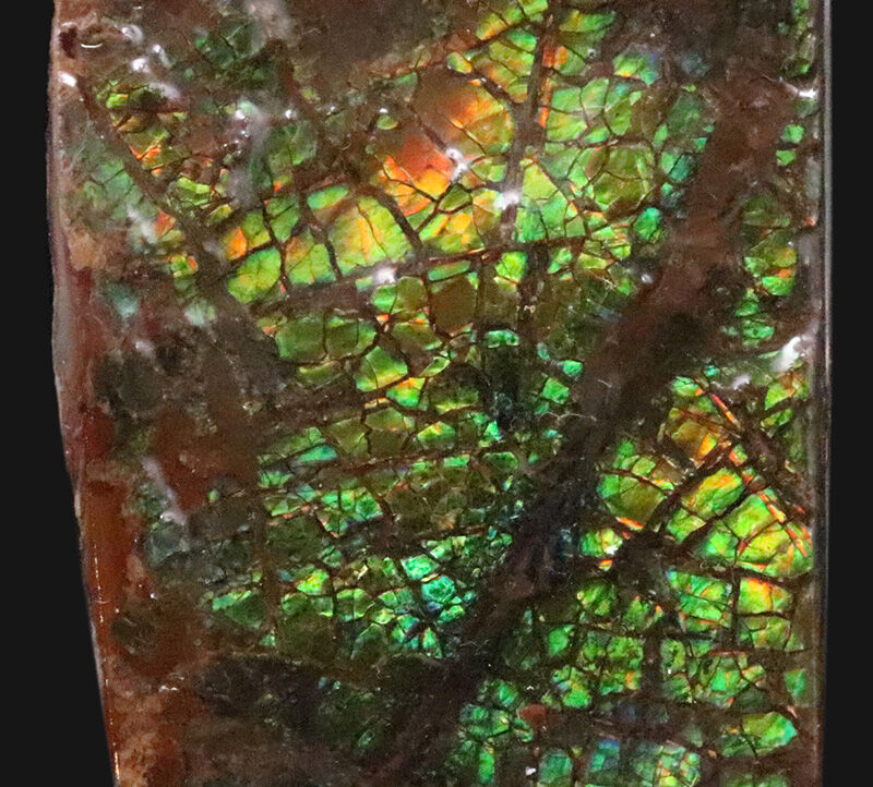 ドラゴン・スキン標本！鮮やかな緑と赤の遊色に魅せられる、カナダ産アンモライト（Ammolite）のピース（その2）