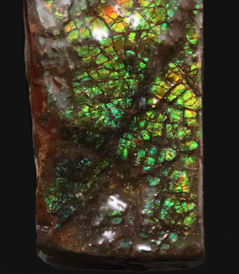 ドラゴン・スキン標本！鮮やかな緑と赤の遊色に魅せられる、カナダ産アンモライト（Ammolite）のピース（その3）