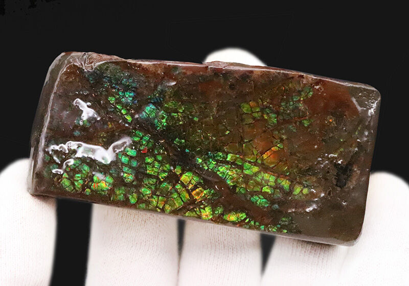 ドラゴン・スキン標本！鮮やかな緑と赤の遊色に魅せられる、カナダ産アンモライト（Ammolite）のピース（その4）