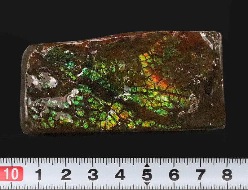 ドラゴン・スキン標本！鮮やかな緑と赤の遊色に魅せられる、カナダ産アンモライト（Ammolite）のピース（その8）