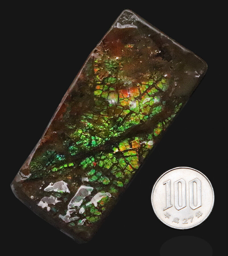 ドラゴン・スキン標本！鮮やかな緑と赤の遊色に魅せられる、カナダ産アンモライト（Ammolite）のピース（その9）