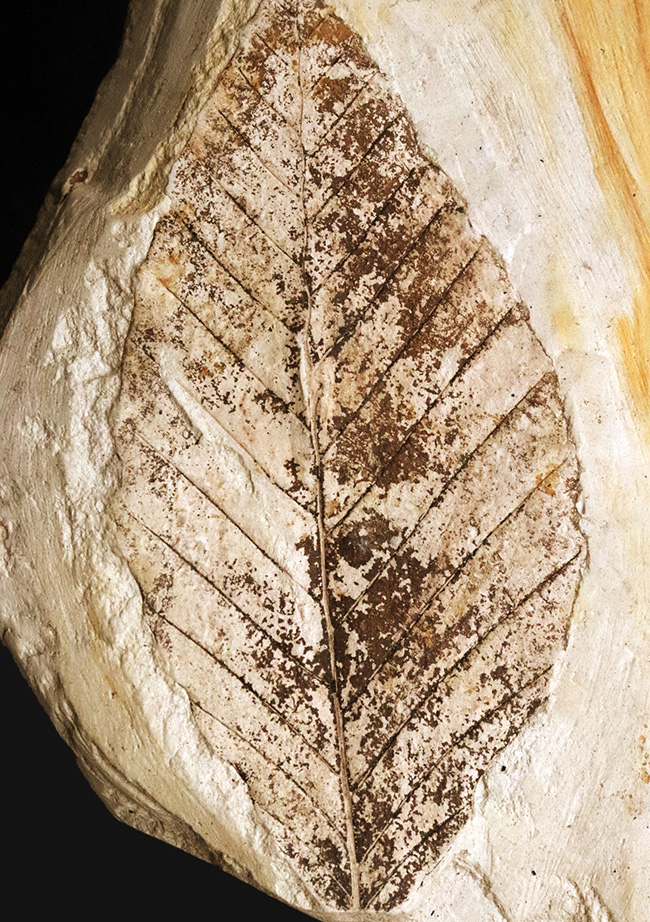 10センチを超える、立派な木の葉（ブナ類と推定）の化石。岩手県雫石町・用ノ沢産（その1）