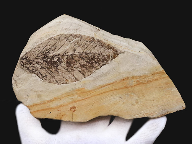 10センチを超える、立派な木の葉（ブナ類と推定）の化石。岩手県雫石町・用ノ沢産（その2）