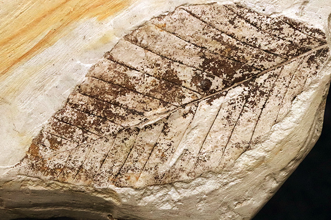 10センチを超える、立派な木の葉（ブナ類と推定）の化石。岩手県雫石町・用ノ沢産（その3）