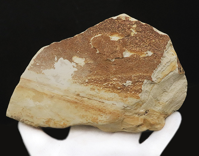 10センチを超える、立派な木の葉（ブナ類と推定）の化石。岩手県雫石町・用ノ沢産（その4）