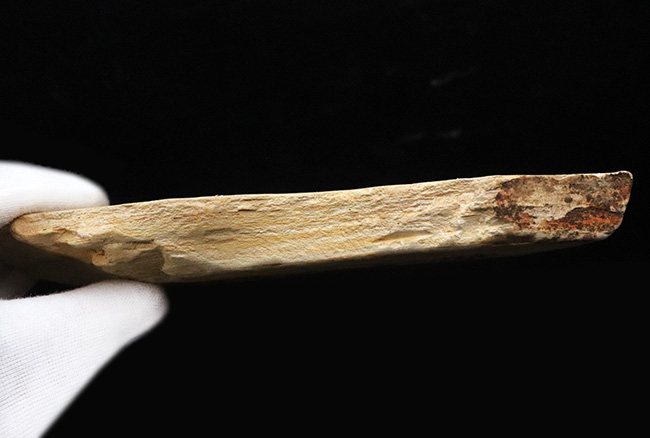 10センチを超える、立派な木の葉（ブナ類と推定）の化石。岩手県雫石町・用ノ沢産（その5）