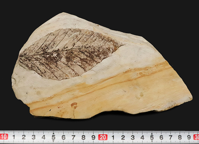 10センチを超える、立派な木の葉（ブナ類と推定）の化石。岩手県雫石町・用ノ沢産（その6）