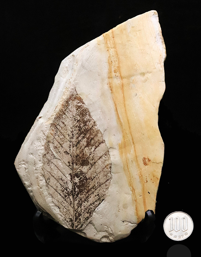 10センチを超える、立派な木の葉（ブナ類と推定）の化石。岩手県雫石町・用ノ沢産（その7）