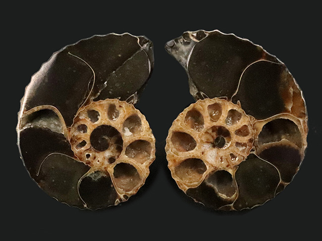 密巻きで厚みのある、北米産白亜紀アンモナイト、クリオスカフィテス（Clioscaphites）のハーフカットペア標本（その1）