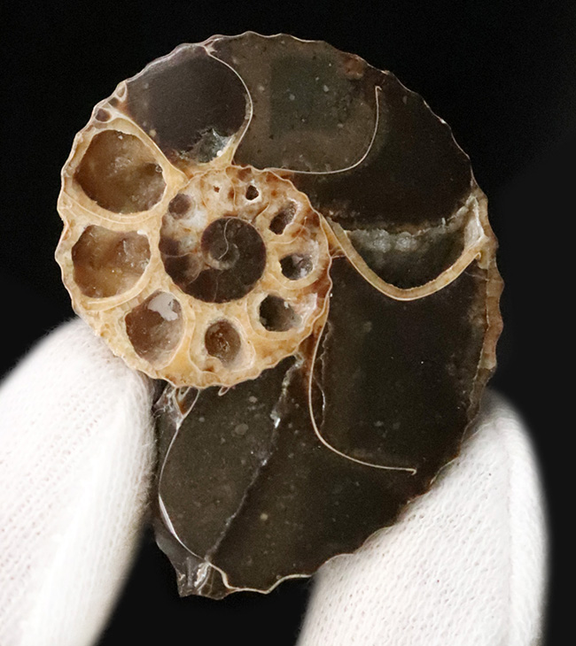 密巻きで厚みのある、北米産白亜紀アンモナイト、クリオスカフィテス（Clioscaphites）のハーフカットペア標本（その2）