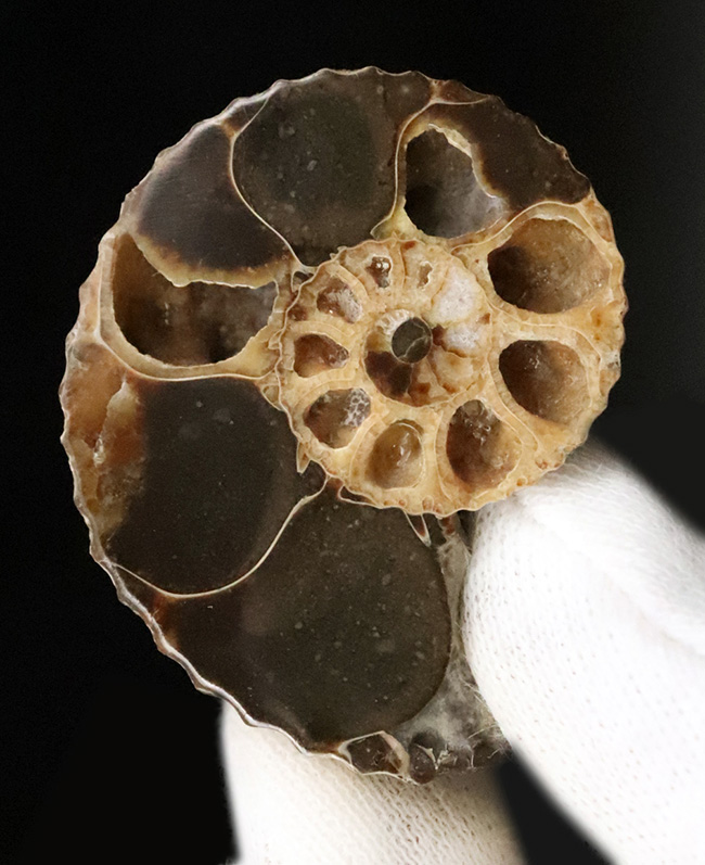 密巻きで厚みのある、北米産白亜紀アンモナイト、クリオスカフィテス（Clioscaphites）のハーフカットペア標本（その3）