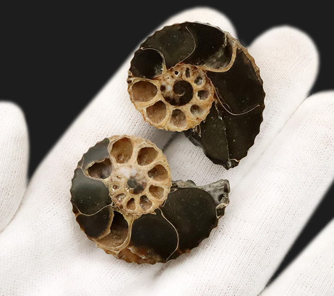 密巻きで厚みのある、北米産白亜紀アンモナイト、クリオスカフィテス（Clioscaphites）のハーフカットペア標本（その4）
