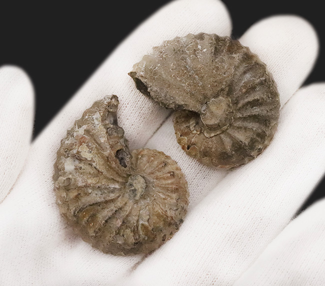 密巻きで厚みのある、北米産白亜紀アンモナイト、クリオスカフィテス（Clioscaphites）のハーフカットペア標本（その5）