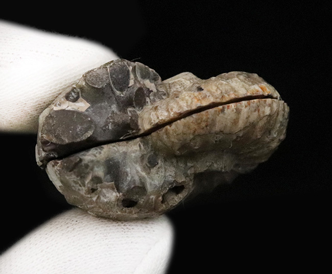 密巻きで厚みのある、北米産白亜紀アンモナイト、クリオスカフィテス（Clioscaphites）のハーフカットペア標本（その6）