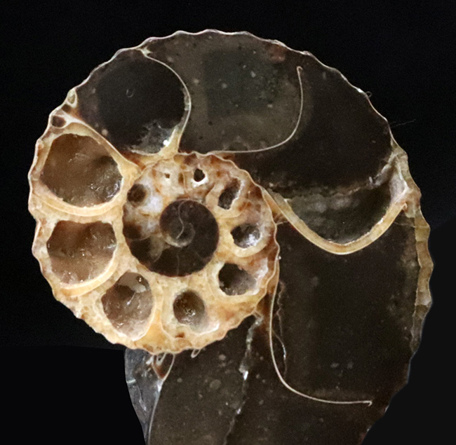 密巻きで厚みのある、北米産白亜紀アンモナイト、クリオスカフィテス（Clioscaphites）のハーフカットペア標本（その7）