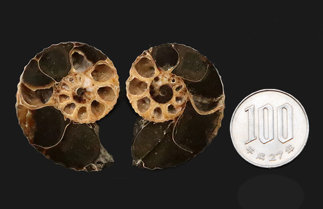 密巻きで厚みのある、北米産白亜紀アンモナイト、クリオスカフィテス（Clioscaphites）のハーフカットペア標本（その9）