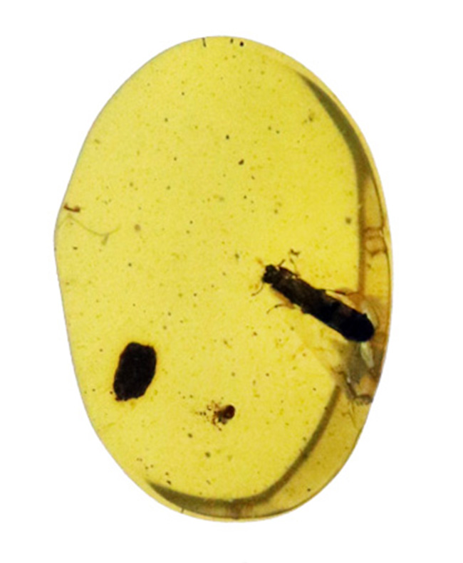 指先に収まる極小の白亜紀の森…見事な甲虫が内包されたミャンマー産バーマイト（Burmite）（その1）