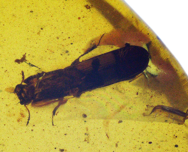 指先に収まる極小の白亜紀の森…見事な甲虫が内包されたミャンマー産バーマイト（Burmite）（その2）