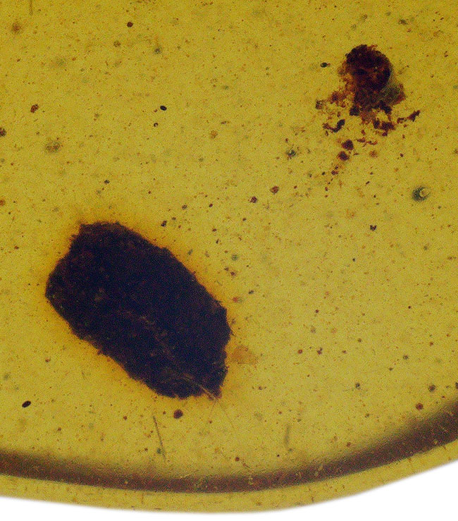 指先に収まる極小の白亜紀の森…見事な甲虫が内包されたミャンマー産バーマイト（Burmite）（その3）