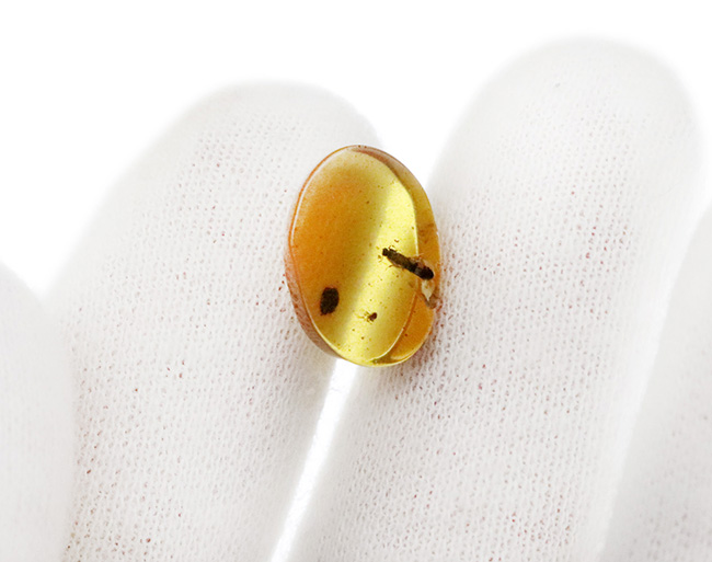 指先に収まる極小の白亜紀の森…見事な甲虫が内包されたミャンマー産バーマイト（Burmite）（その4）