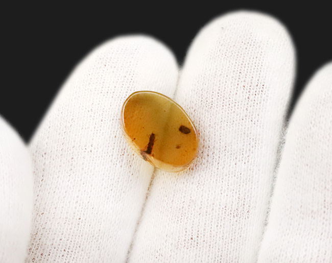 指先に収まる極小の白亜紀の森…見事な甲虫が内包されたミャンマー産バーマイト（Burmite）（その5）