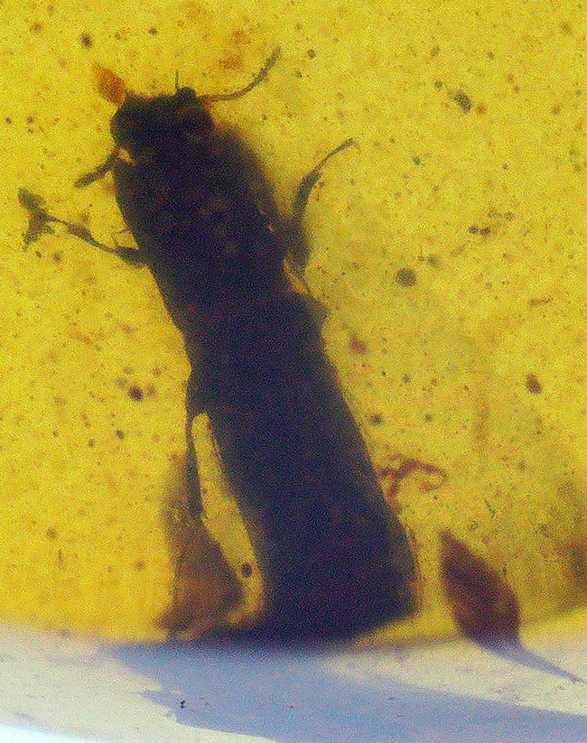 指先に収まる極小の白亜紀の森…見事な甲虫が内包されたミャンマー産バーマイト（Burmite）（その6）