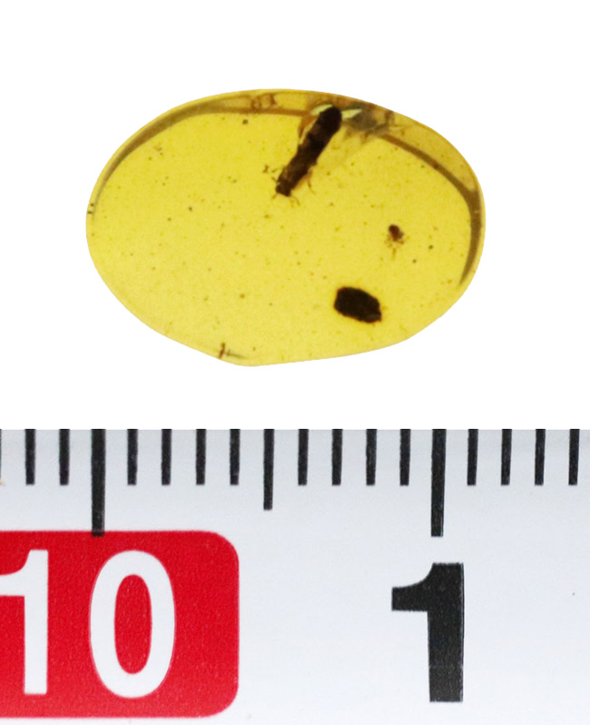 指先に収まる極小の白亜紀の森…見事な甲虫が内包されたミャンマー産バーマイト（Burmite）（その7）