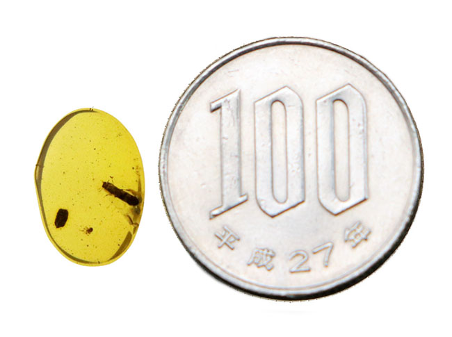 指先に収まる極小の白亜紀の森…見事な甲虫が内包されたミャンマー産バーマイト（Burmite）（その8）