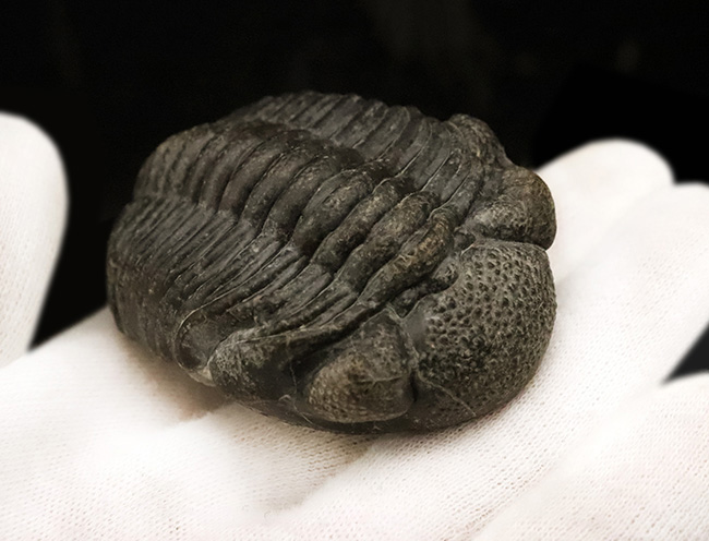 カエルに似ている？保存状態・希少性・サイズ、すべてが揃った
