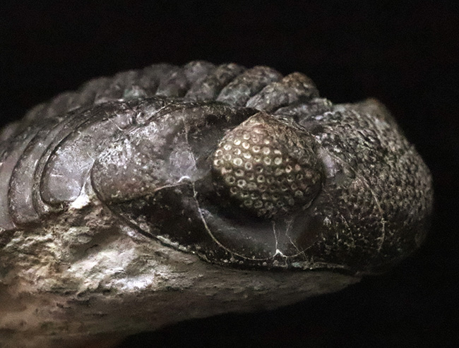 ペルー産はあまり見ない　Psalidognathus erythrocerus? ペルー産はあまり見ない Psalidognathus erythrocerus