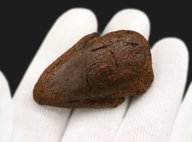 「オールナチュラル」かつ保存状態抜群の極上品!米国モンタナ州ウィボー郡のヘルクリーク累層で発見された、パキケファロサウルス(Pachycephalosaurus wyomingensis)の後肢の化石(フットクロウ)(その3)