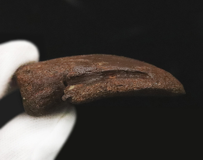 「オールナチュラル」かつ保存状態抜群の極上品!米国モンタナ州ウィボー郡のヘルクリーク累層で発見された、パキケファロサウルス(Pachycephalosaurus wyomingensis)の後肢の化石(フットクロウ)(その8)